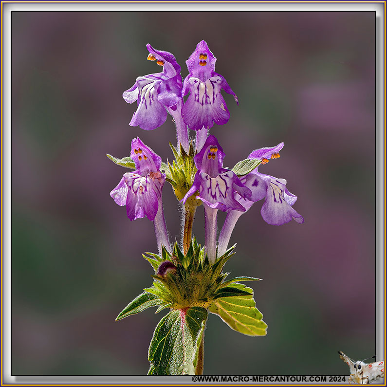 Galeopsis 